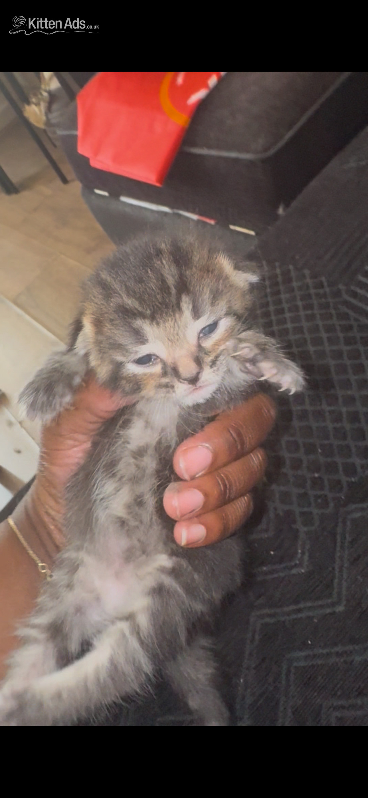 Other Breed Cats and Kittens