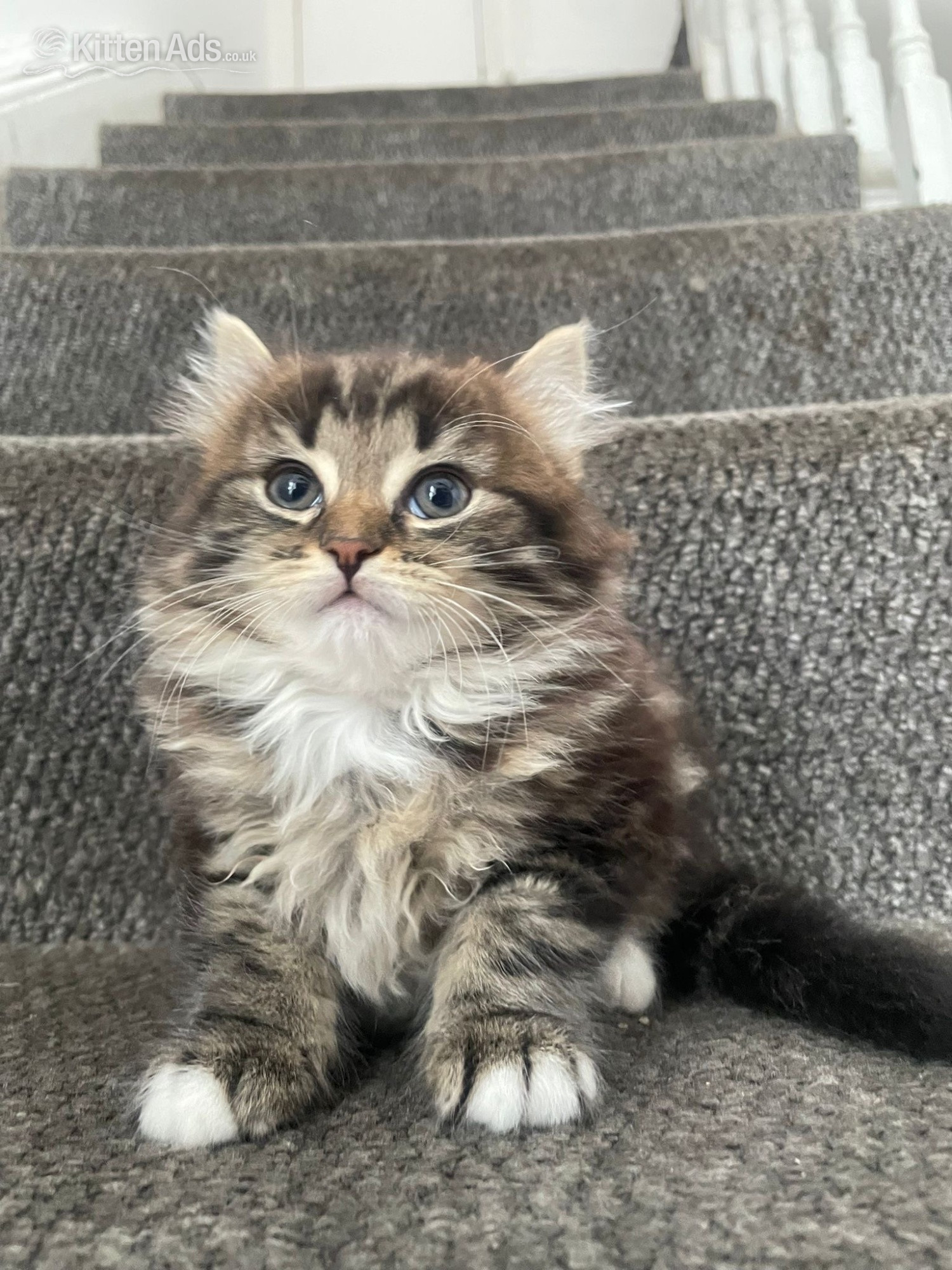 Longhair tabby kittens  - Other Breed