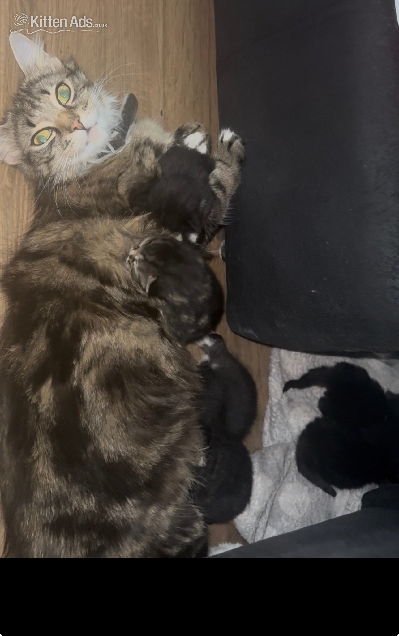 Other Breed - Longhair tabby kittens 