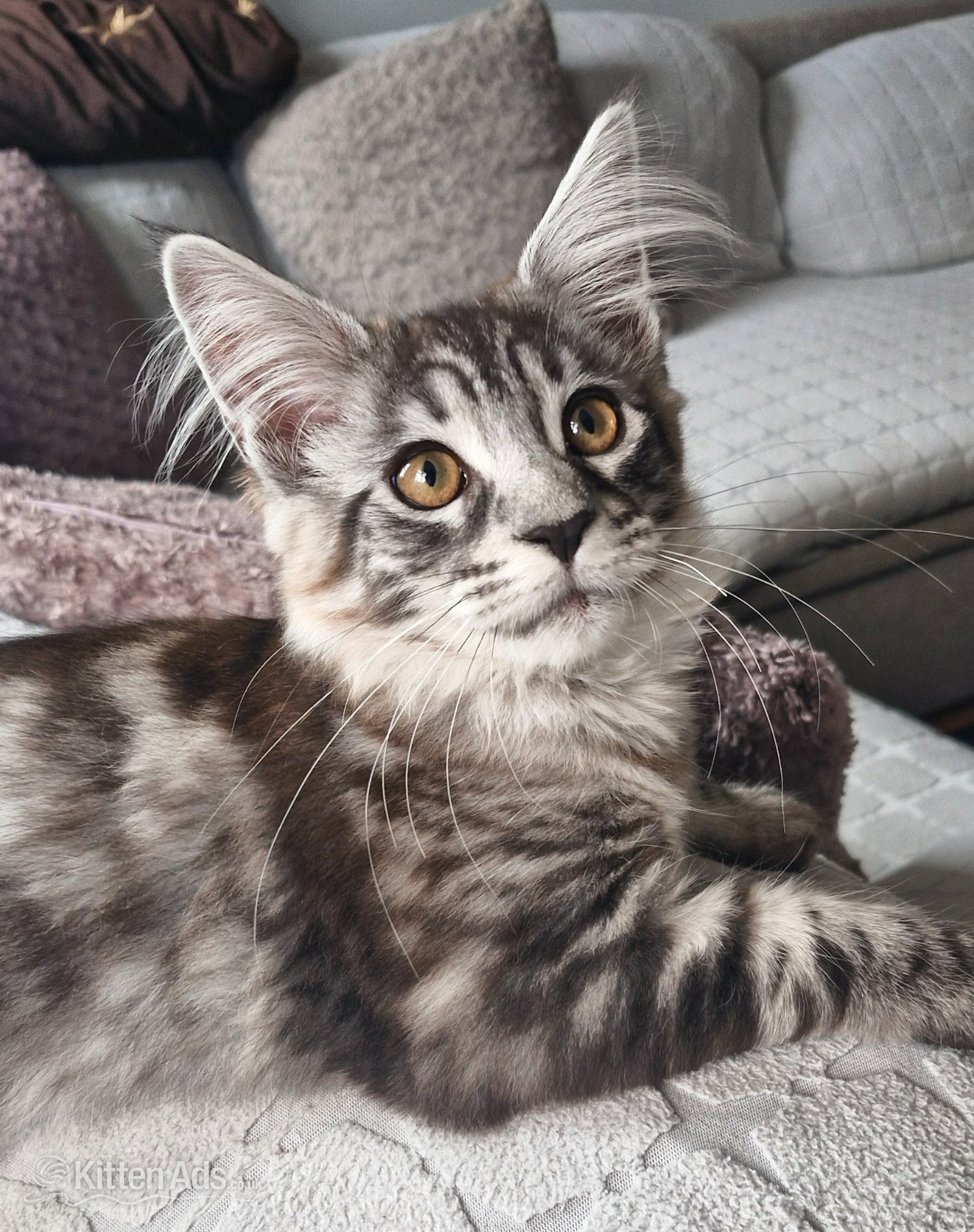 Adorable kitten looking for new home in {LOCATION}