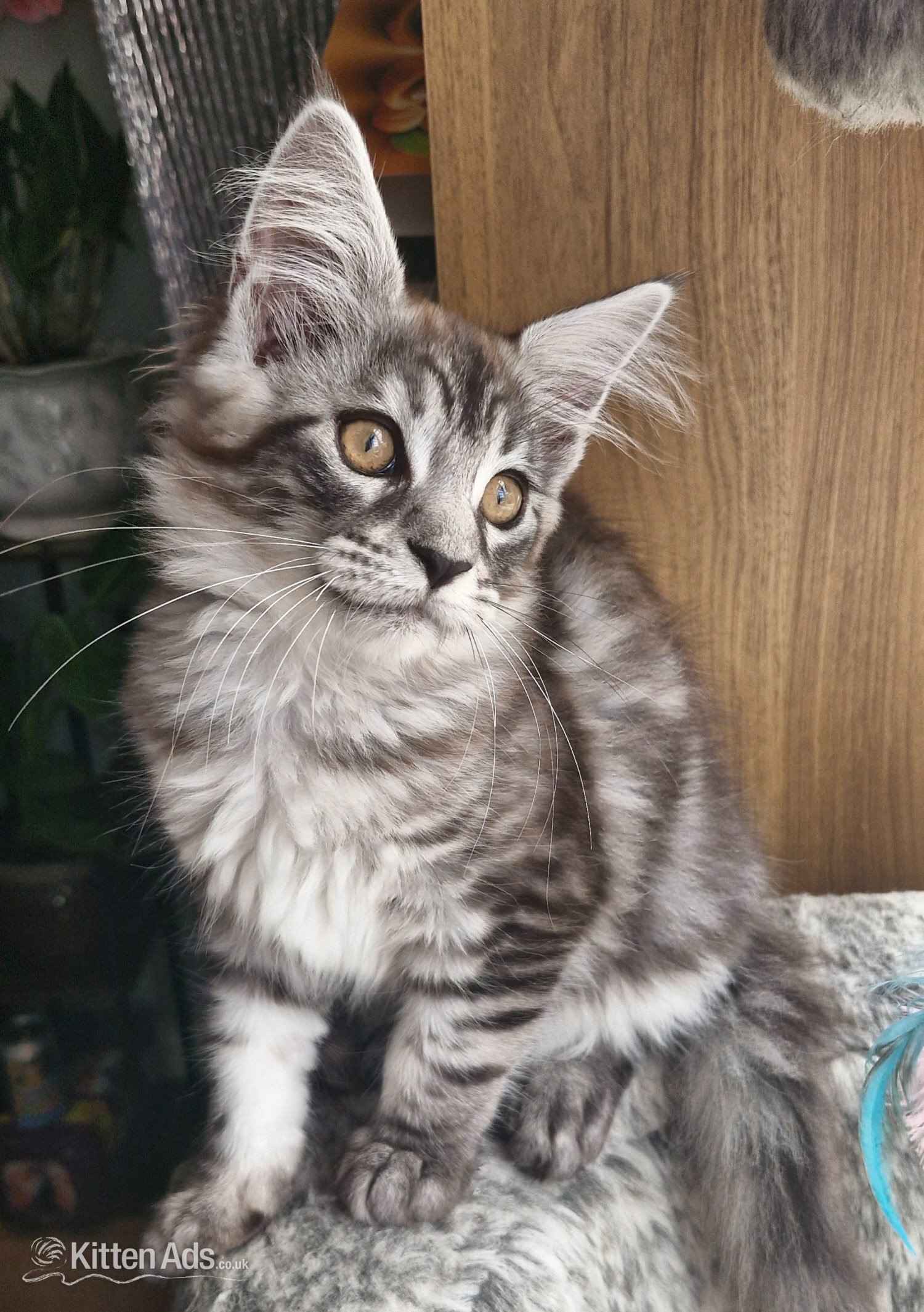 Maine Coon Cats and Kittens