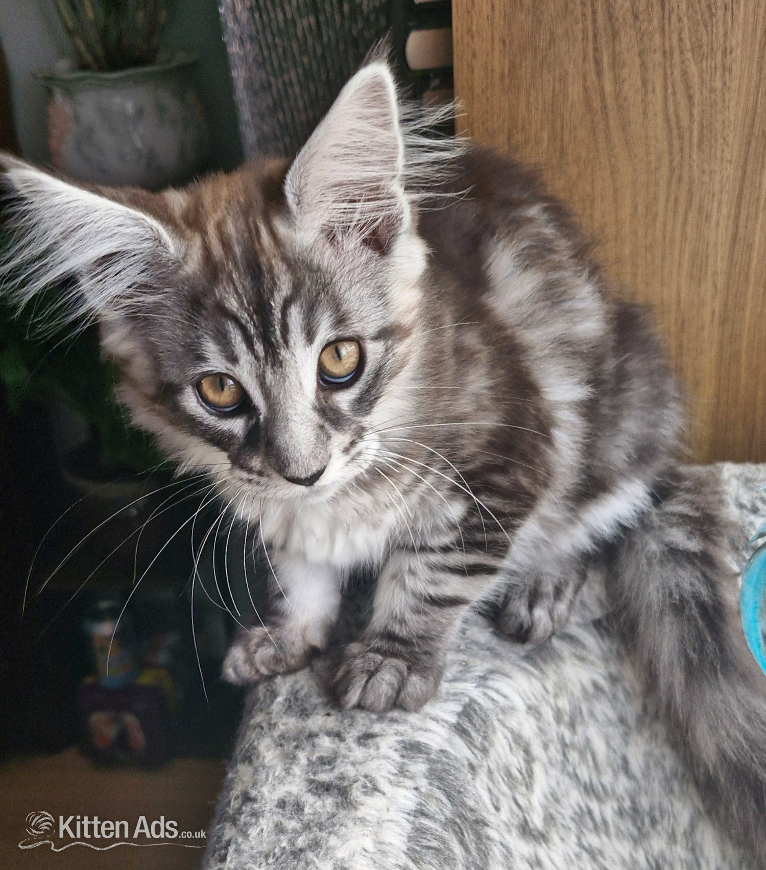 Maine Coon - Adorable kitten looking for new home
