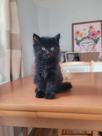 Kitten for sale 