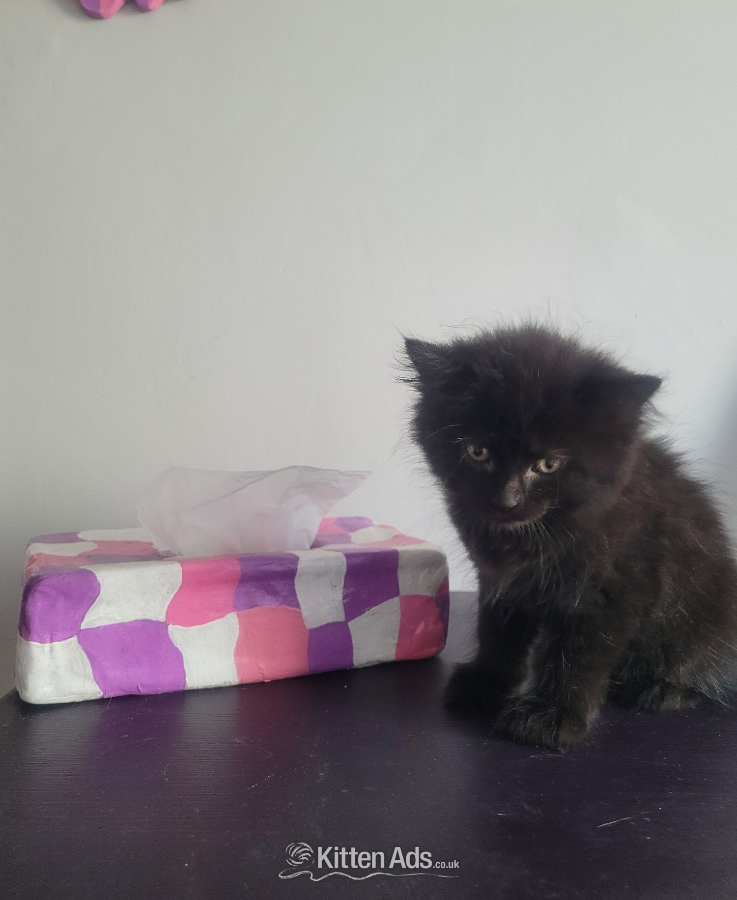 Other Breed Cats and Kittens
