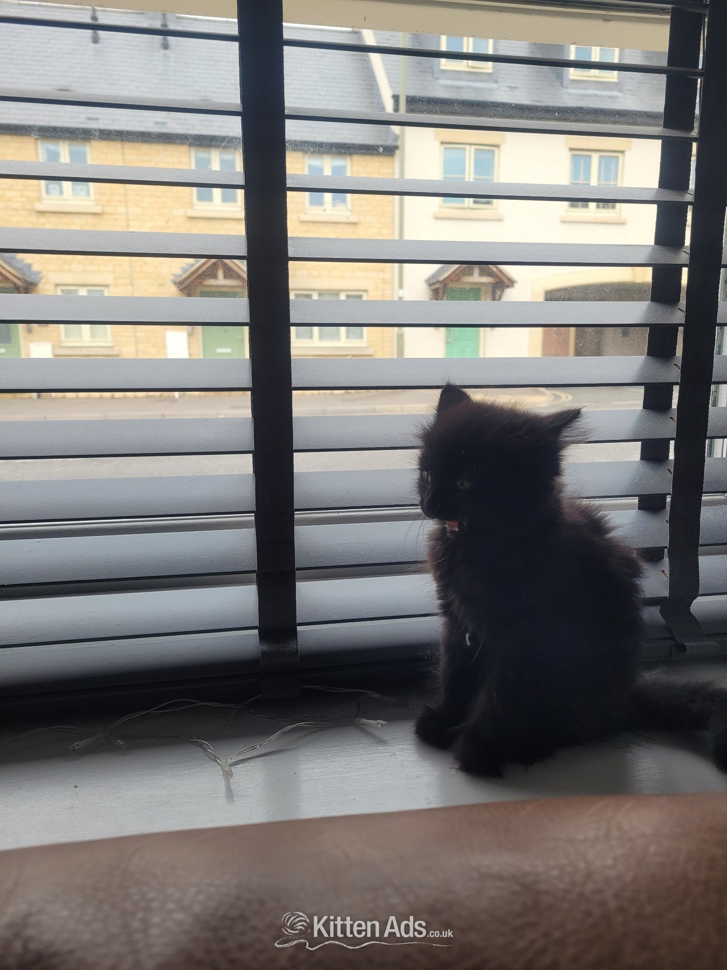 Other Breed - Kitten for sale 