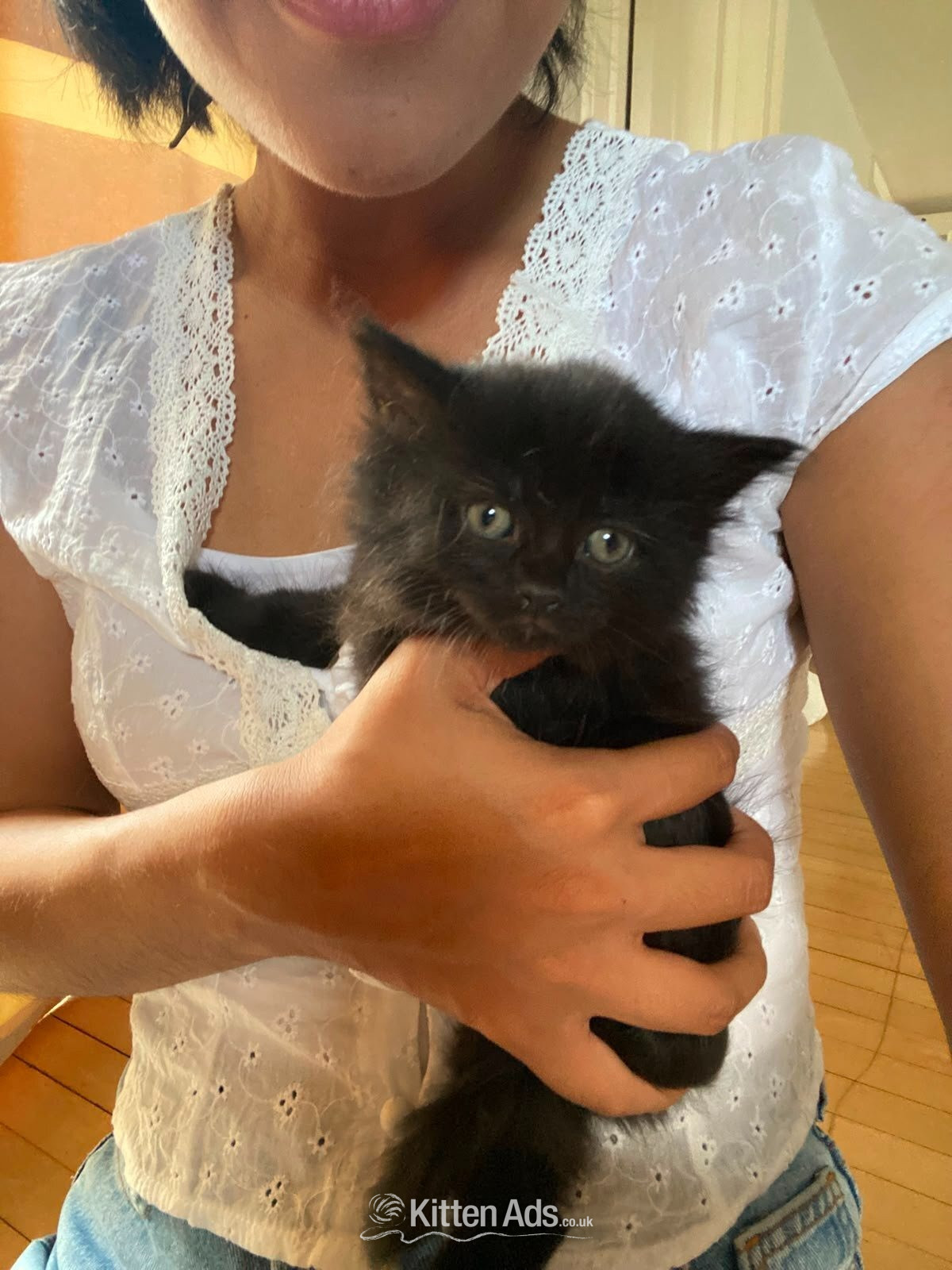 Kitten for sale  - Other Breed