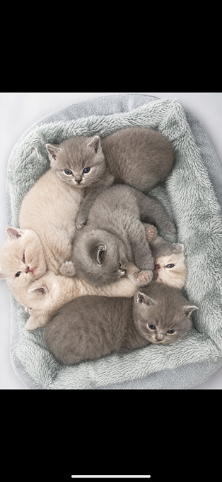 Beautiful British sort hair kittens