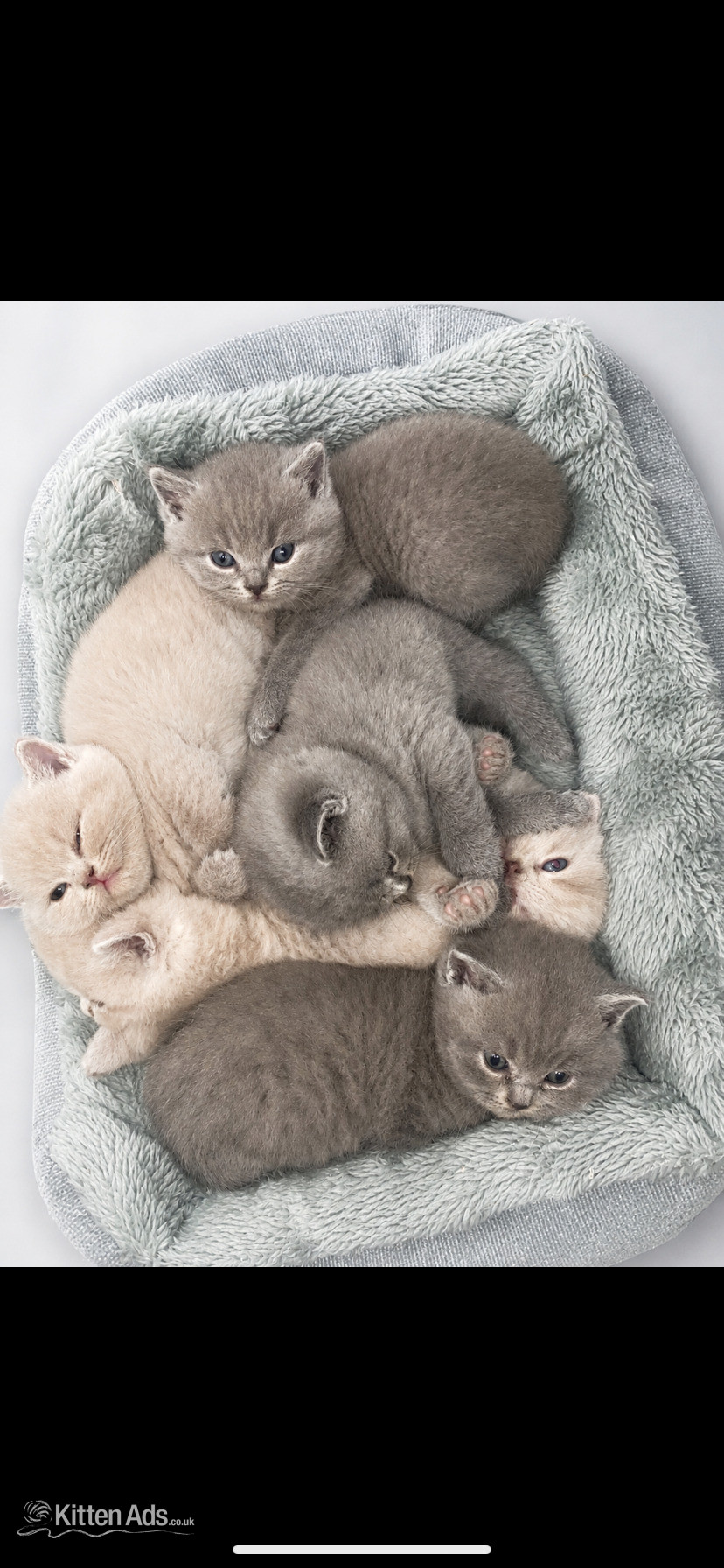 Beautiful British sort hair kittens in {LOCATION}
