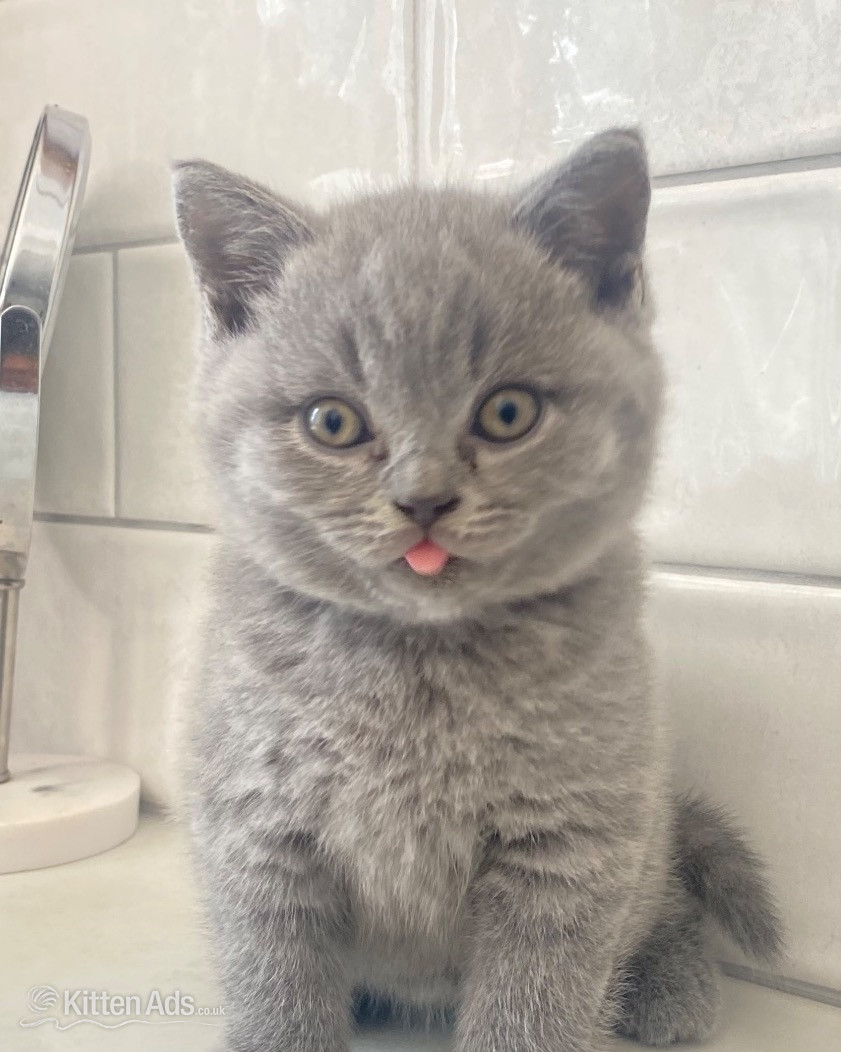 British Shorthair Cats and Kittens