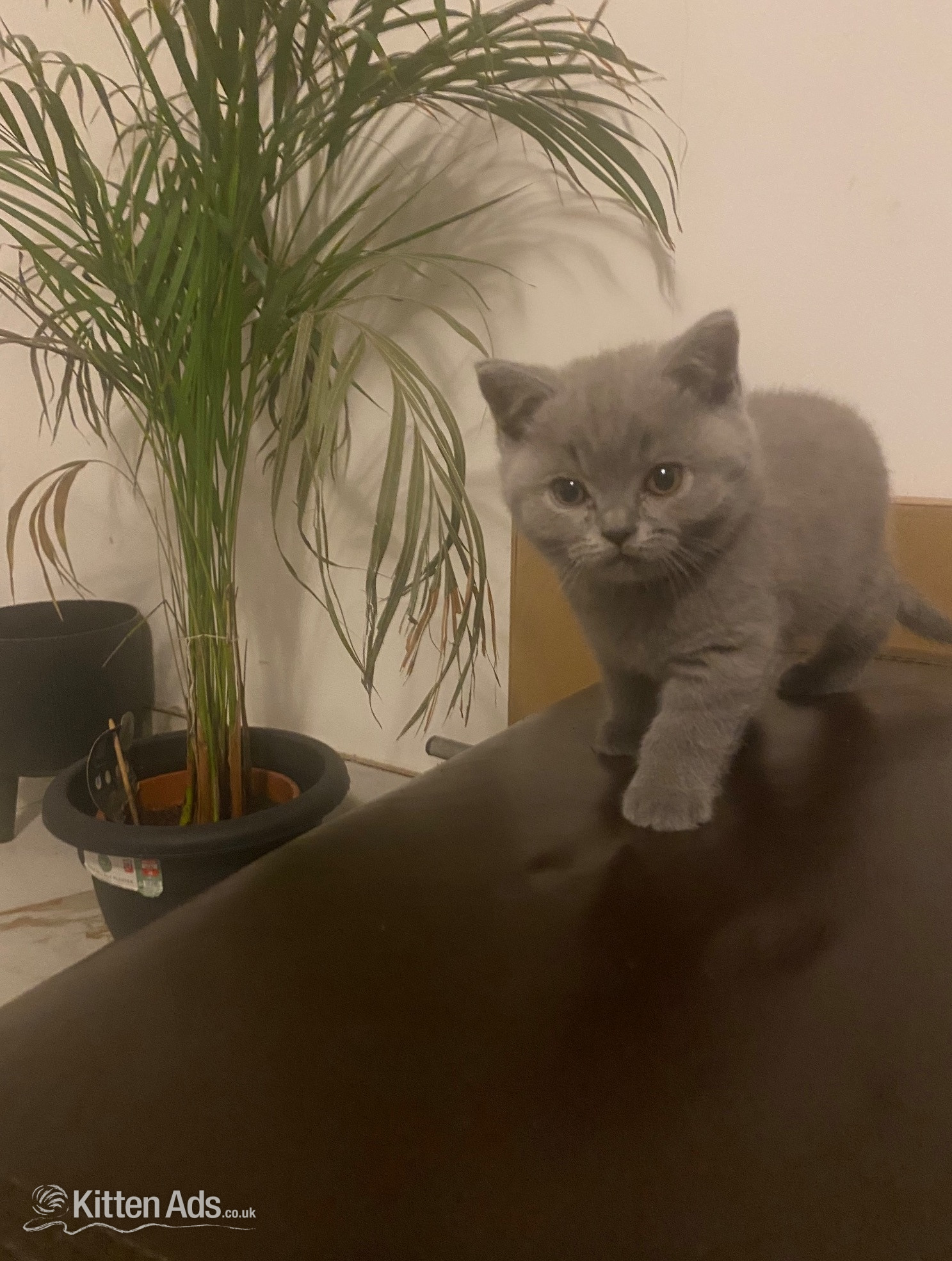 British Shorthair - Beautiful British sort hair kittens