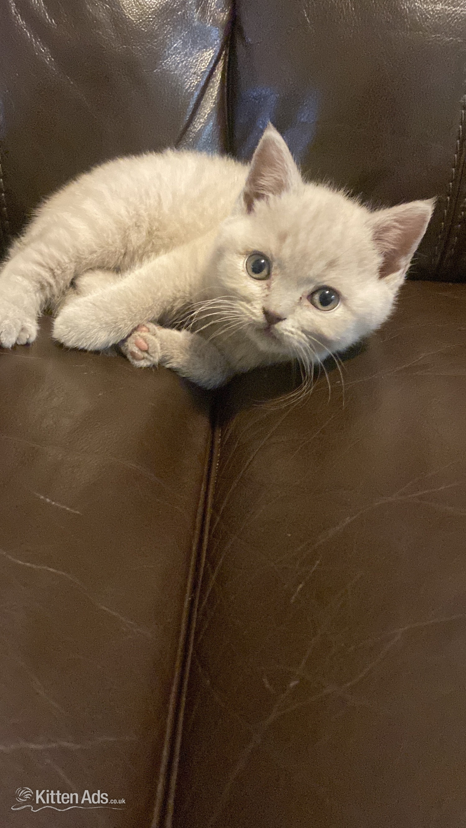 Beautiful British sort hair kittens - British Shorthair