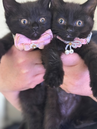 2 beautiful half Scottish fold kittens
