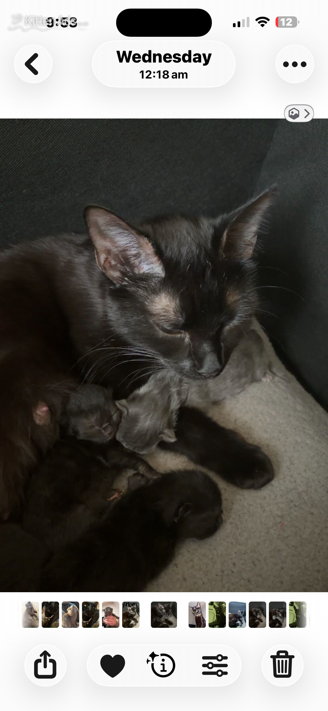 3 beautiful half Scottish fold kitten in {LOCATION}