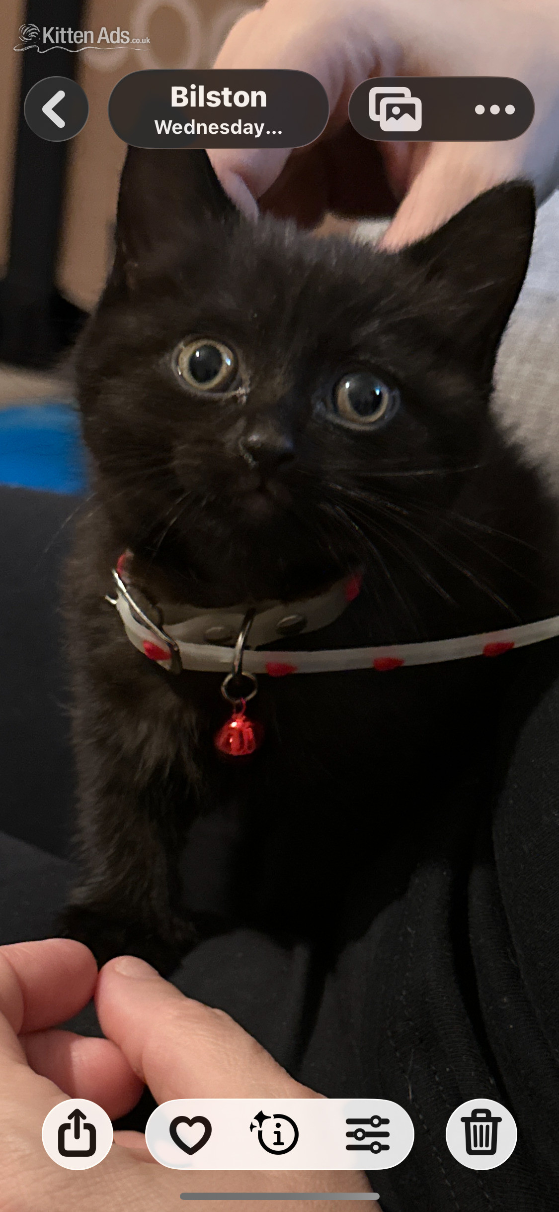 Scottish Fold