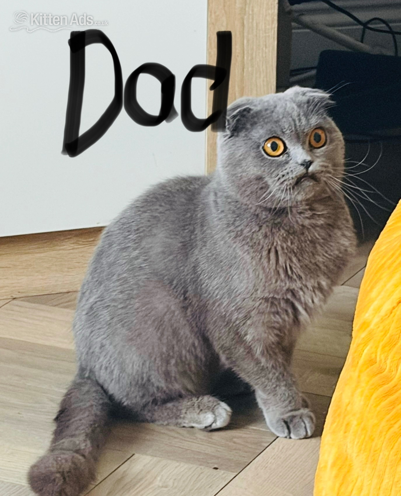 Scottish Fold - 3 beautiful half Scottish fold kitten