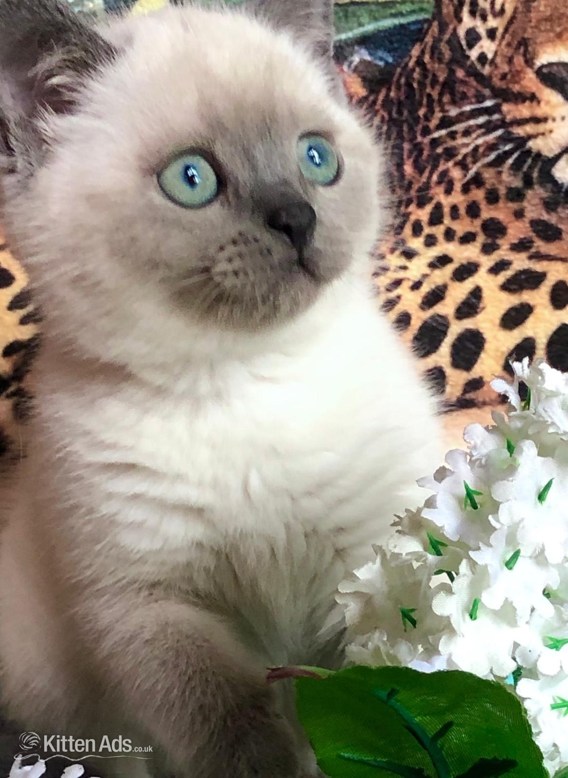 Colorpoint Shorthair Cats and Kittens