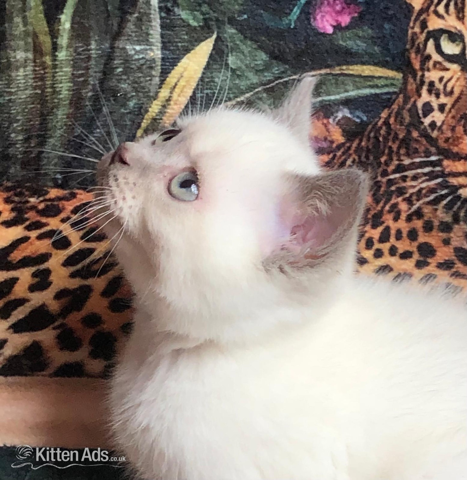 Colorpoint Shorthair - Gorgeous Colourpoint blue point BSH  kittens 
