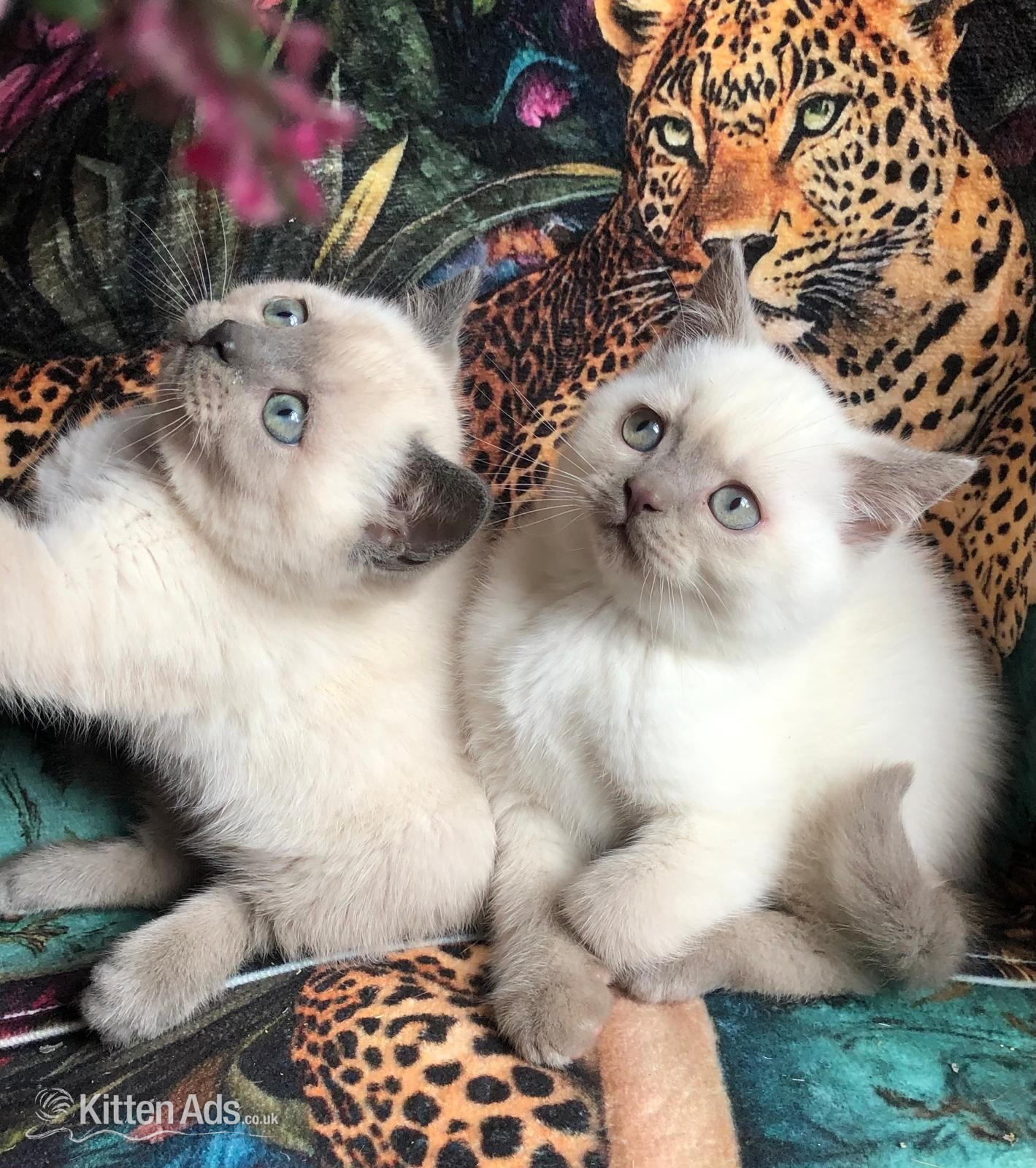 Gorgeous Colourpoint blue point BSH  kittens  - Colorpoint Shorthair