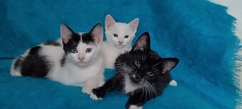 Turkish Angora mix kittens