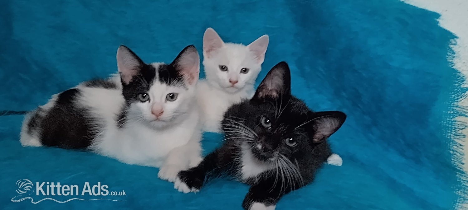 Turkish Angora mix kittens in {LOCATION}