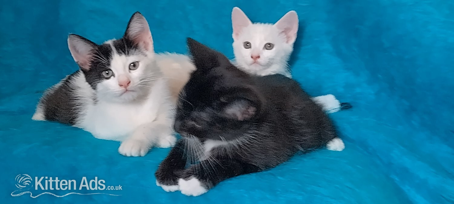 Turkish Angora