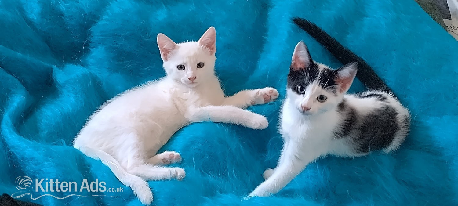 Turkish Angora Cats and Kittens