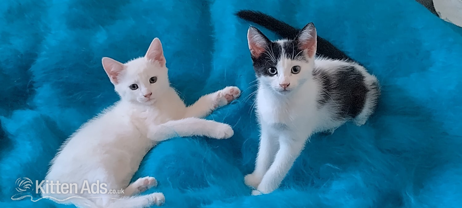 Turkish Angora - Turkish Angora mix kittens