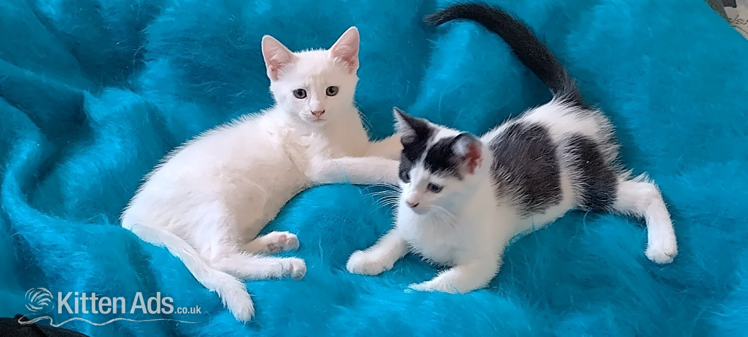 Turkish Angora mix kittens - Turkish Angora