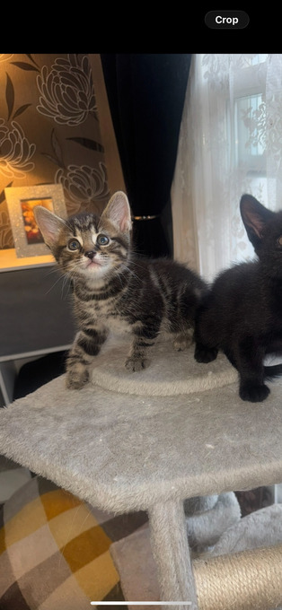 4 beautiful kittens 