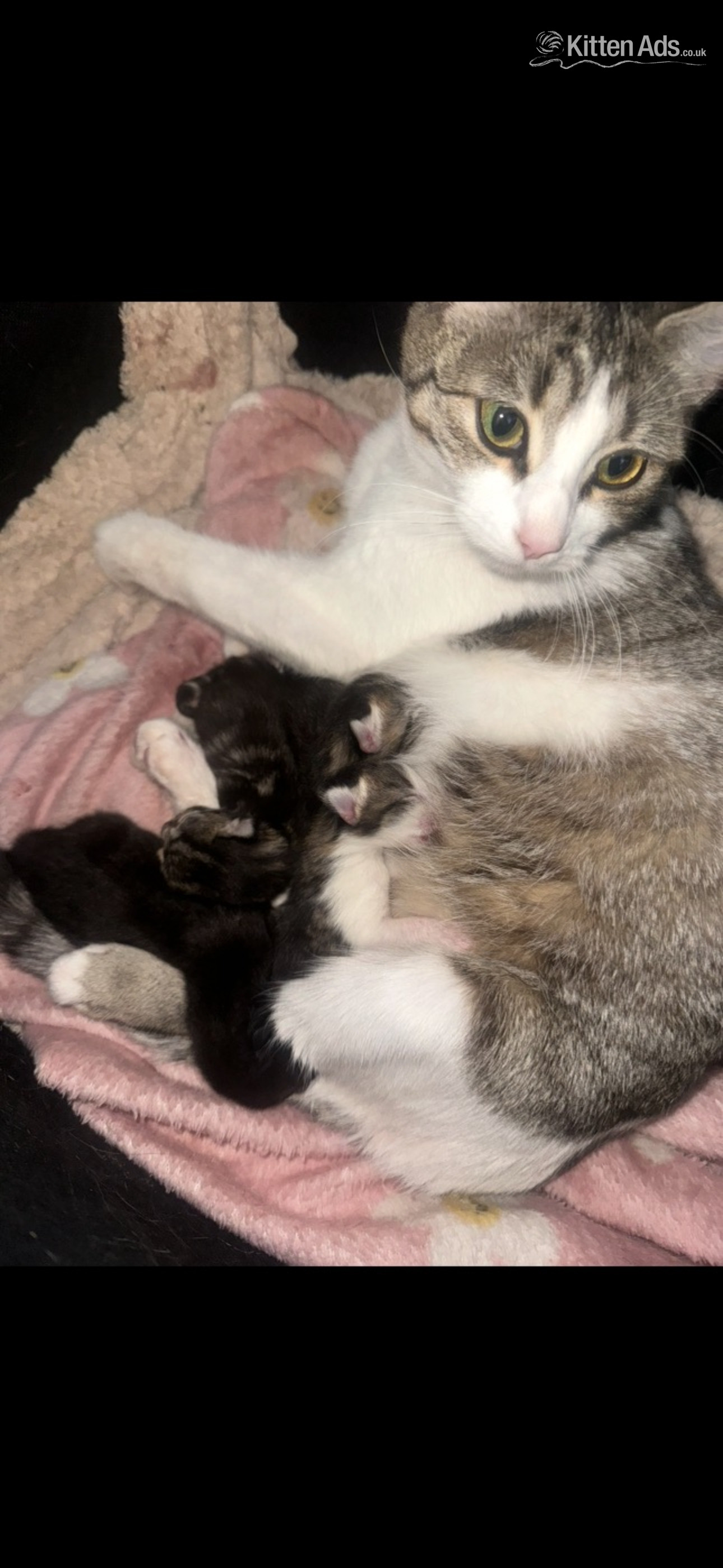 Other Breed Cats and Kittens