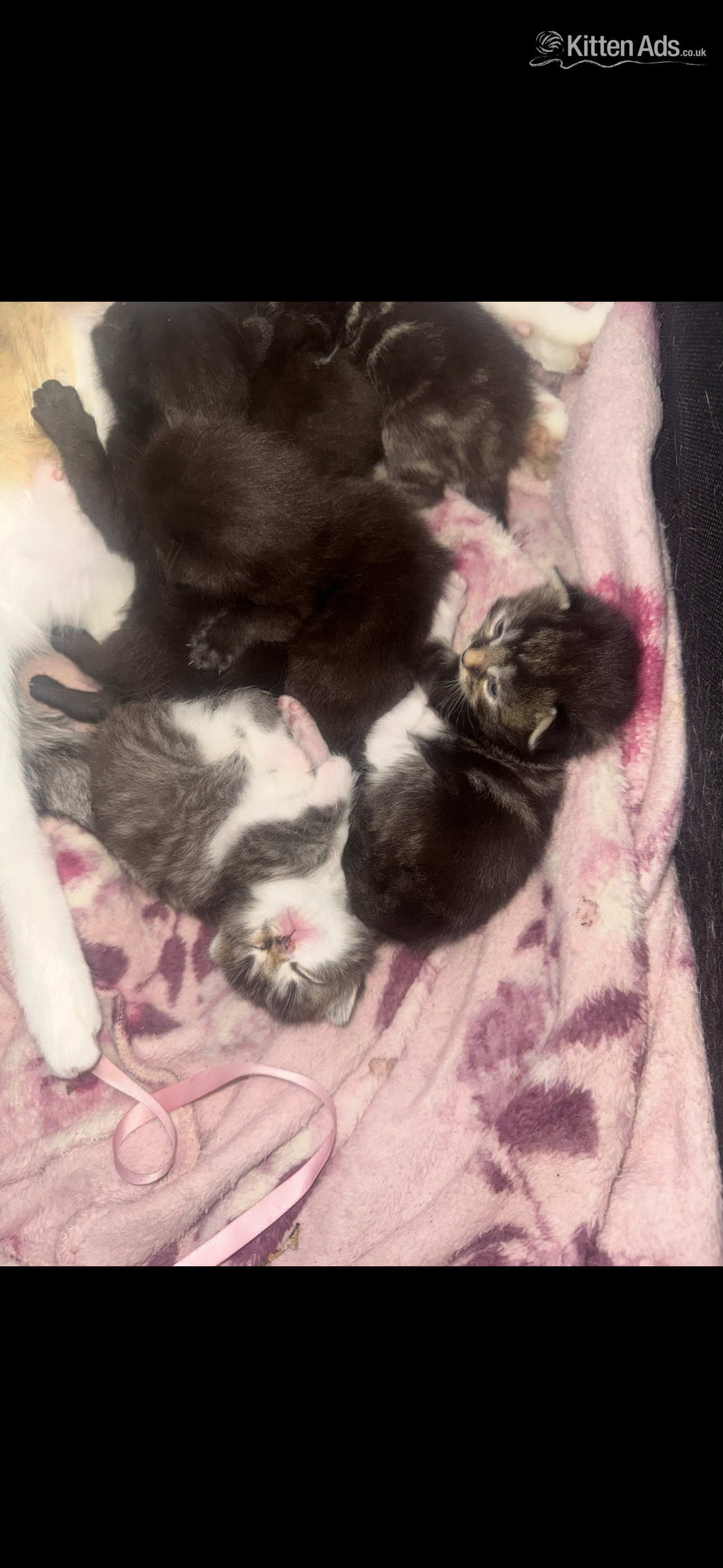 Other Breed - 4 beautiful kittens 