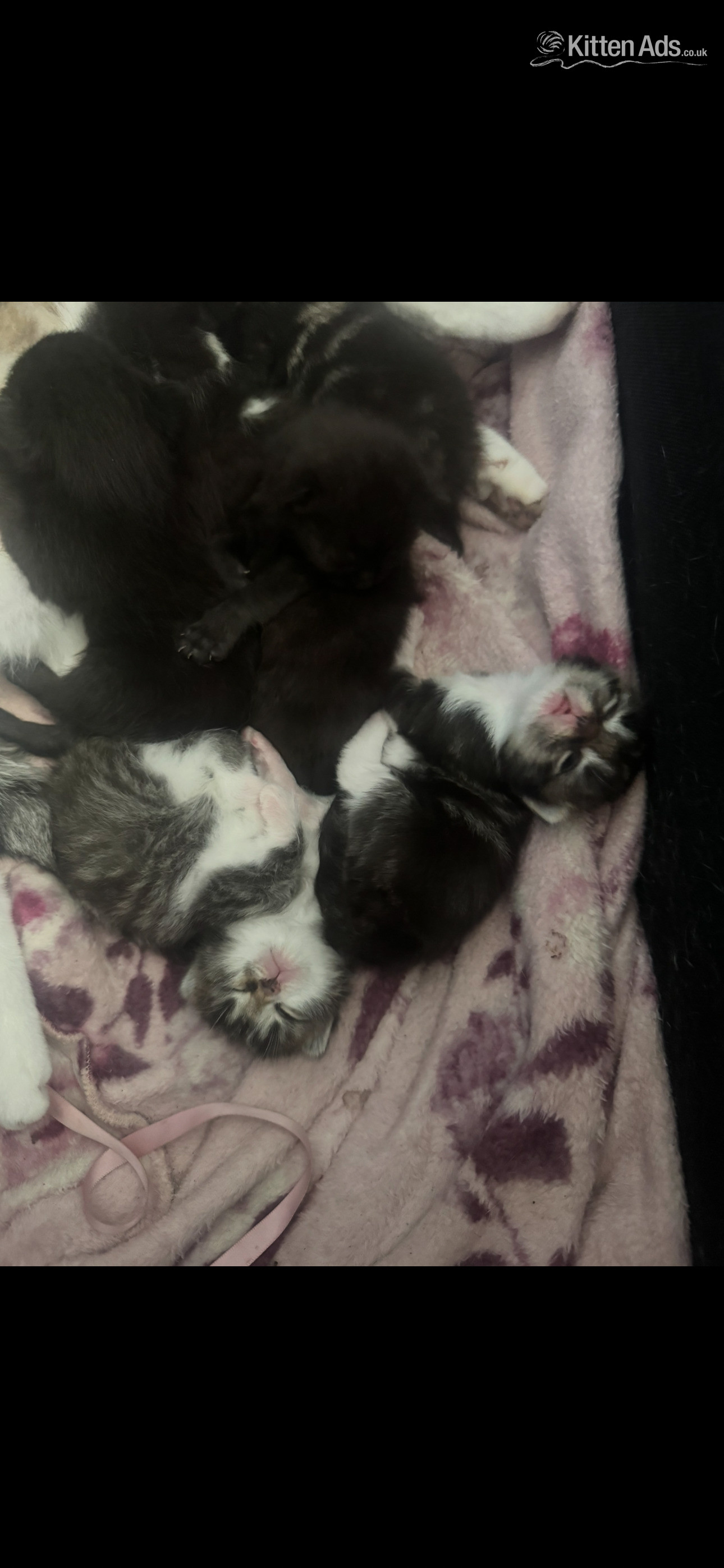 4 beautiful kittens  - Other Breed
