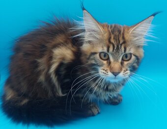 Full pedigree maine coon kitten 