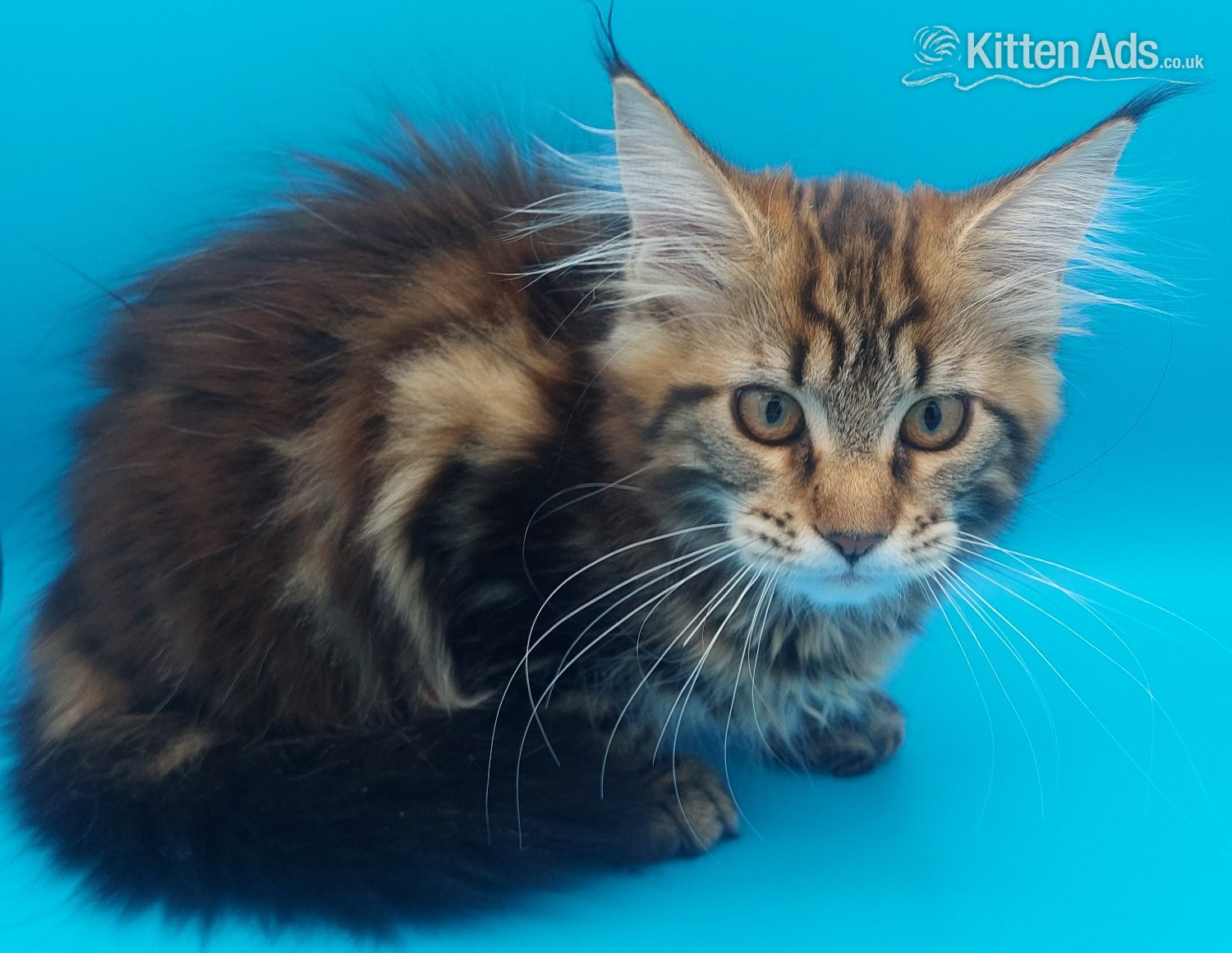 Full pedigree maine coon kitten  in {LOCATION}