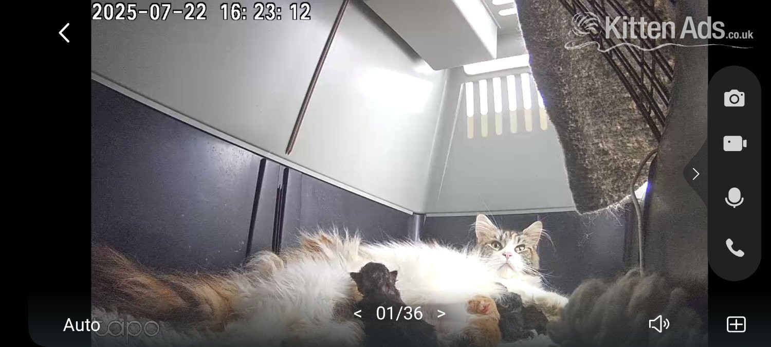 Maine Coon Cats and Kittens