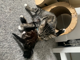 Scottish Fold Munchin-Russian Blues looking for their forever ho!