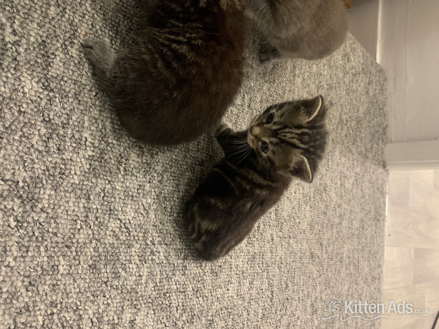 Scottish Fold Cats and Kittens