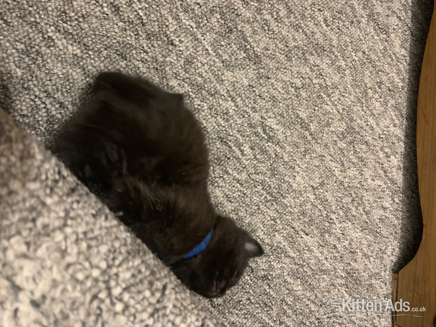 Scottish Fold - Scottish Fold Munchin-Russian Blues looking for their forever ho!