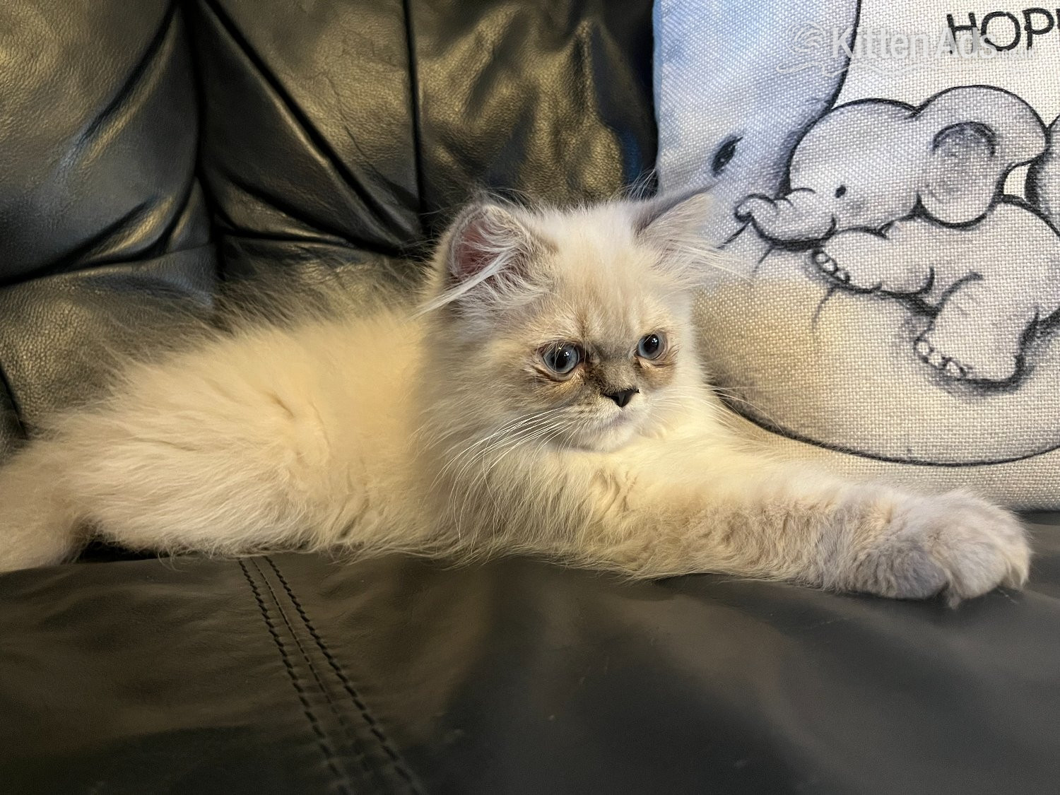 Persian