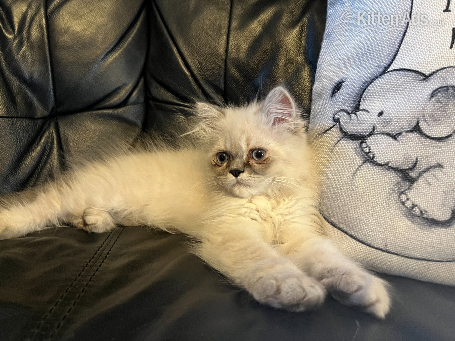 Persian Cats and Kittens