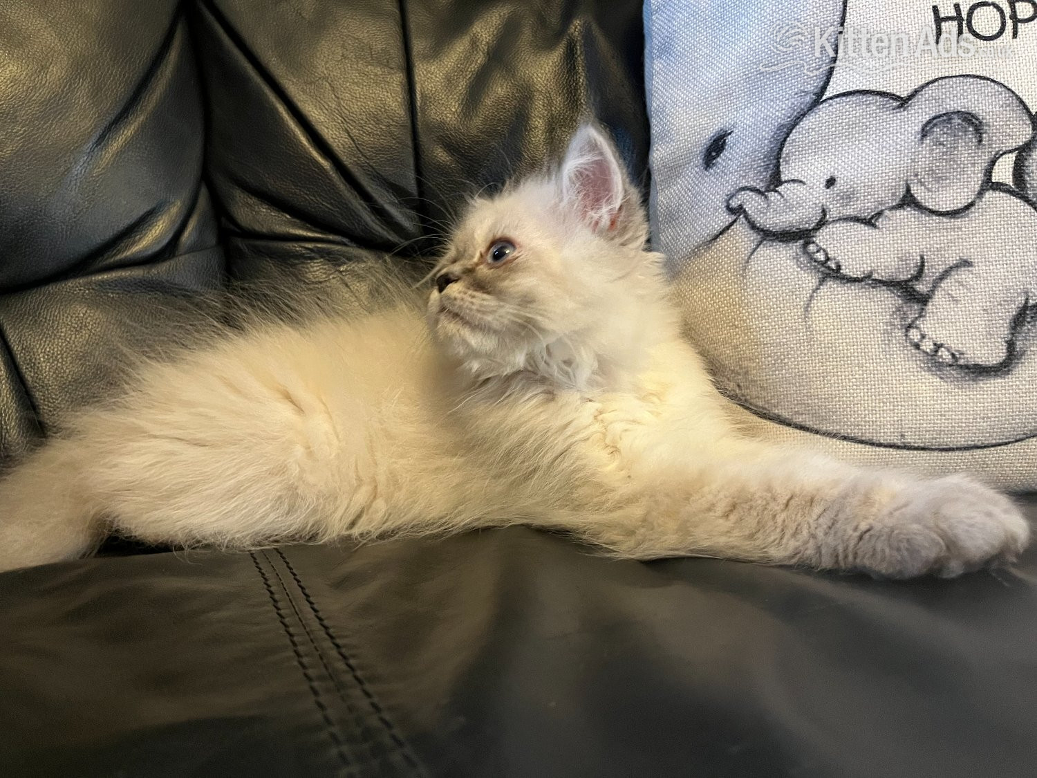 Persian - STUNNING MALE BLUE POINT HIMALAYAN KITTEN READY NOW