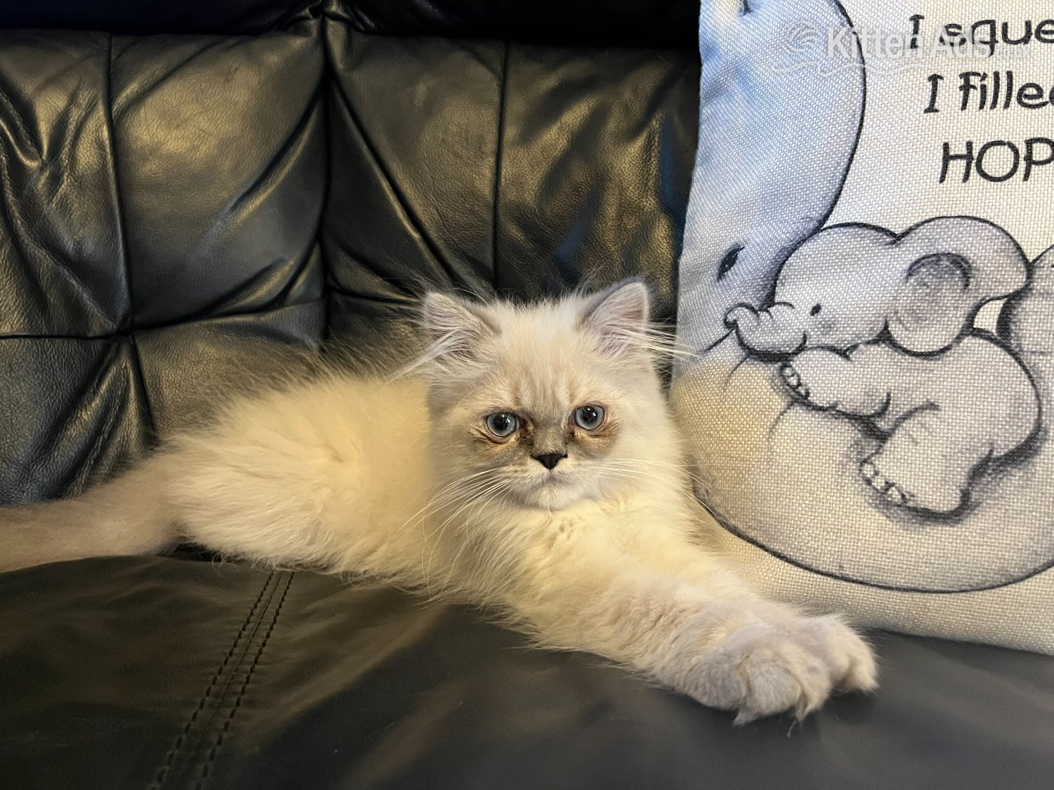 STUNNING MALE BLUE POINT HIMALAYAN KITTEN READY NOW - Persian
