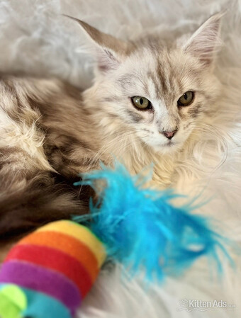 Maine coon silver tabby kitten Lovely fluffy large cats