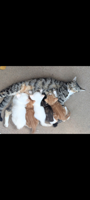 4 Adorable, Well-Socialised Kittens Ready Soon! 🐾