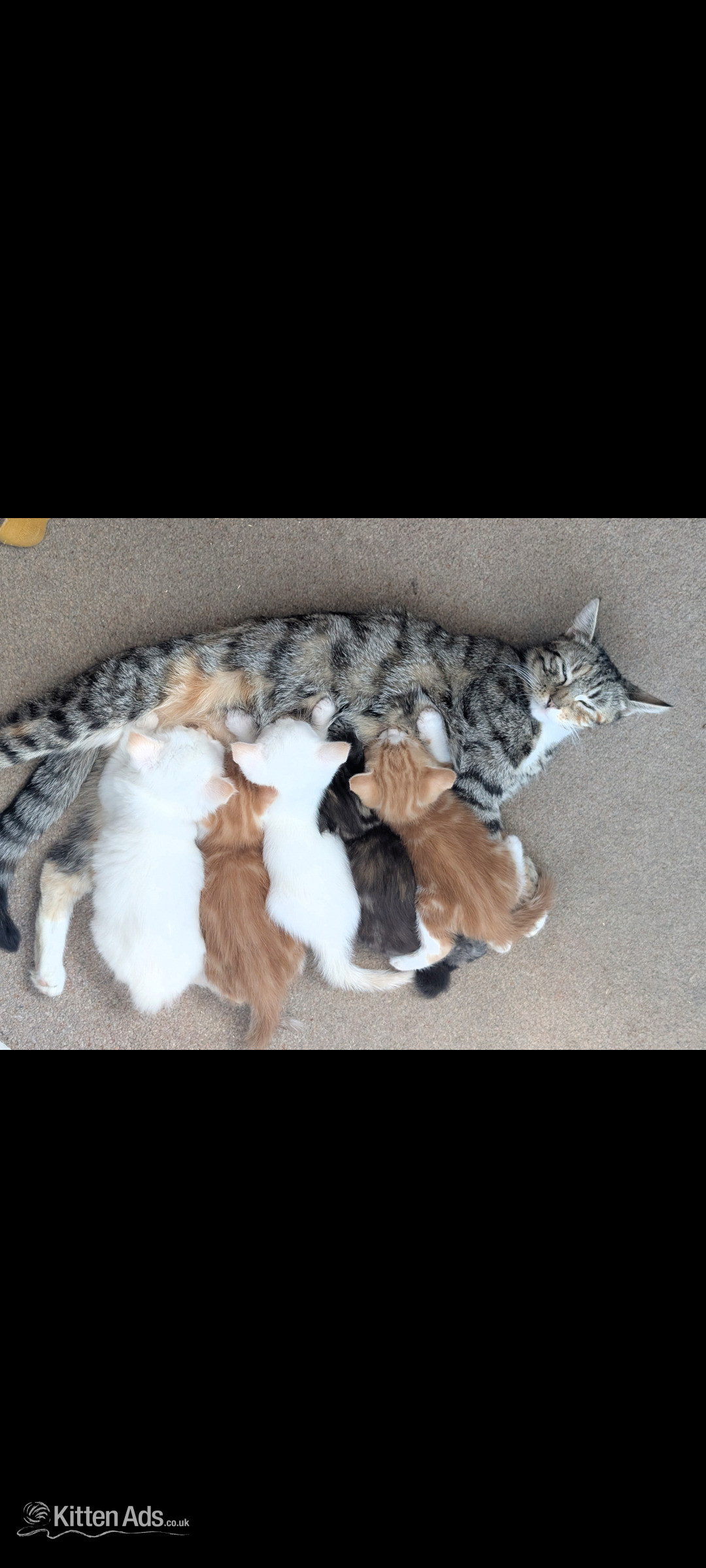 4 Adorable, Well-Socialised Kittens Ready Soon! 🐾 in {LOCATION}