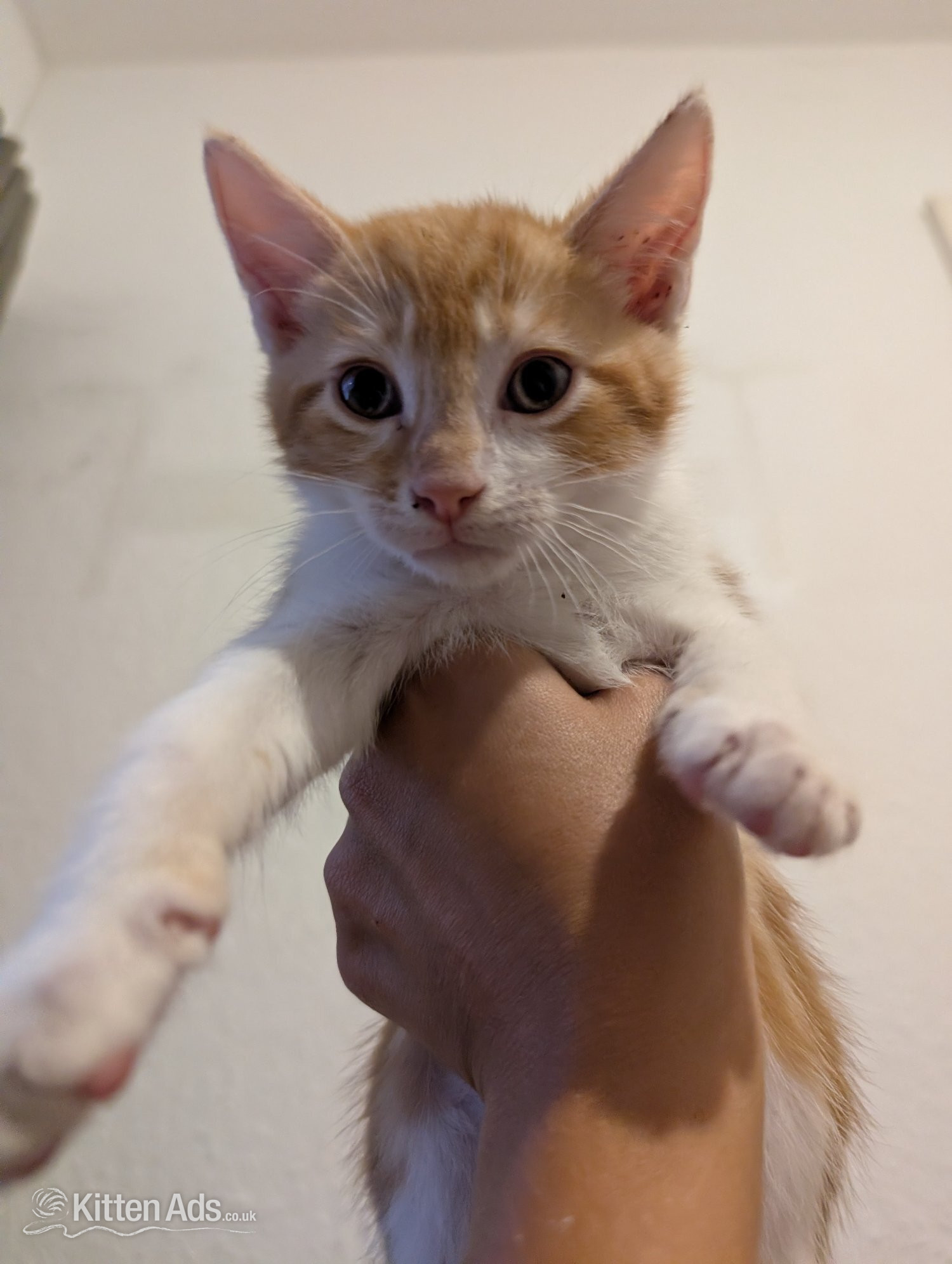Other Breed Cats and Kittens