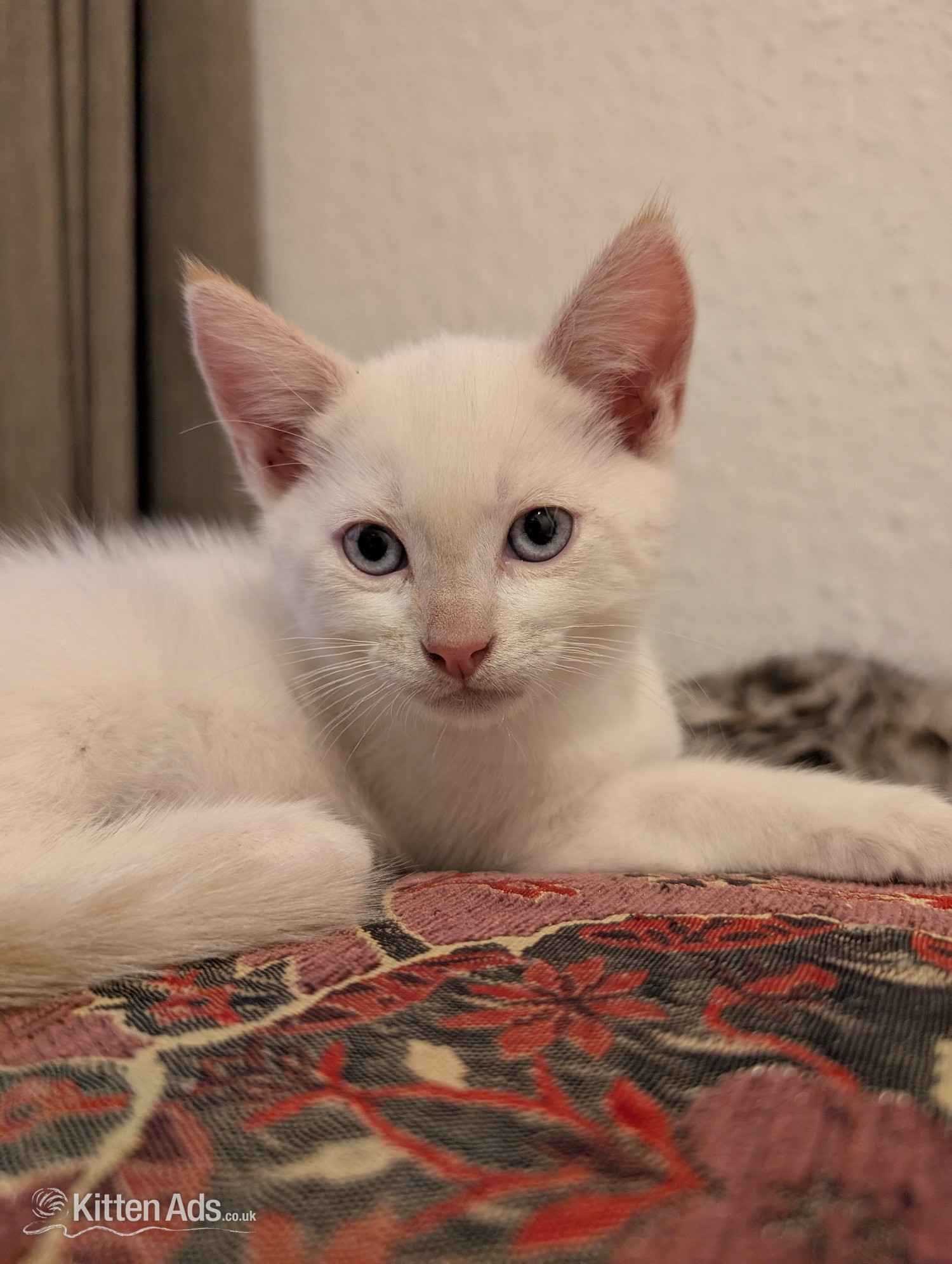 Other Breed - 4 Adorable, Well-Socialised Kittens Ready Soon! 🐾