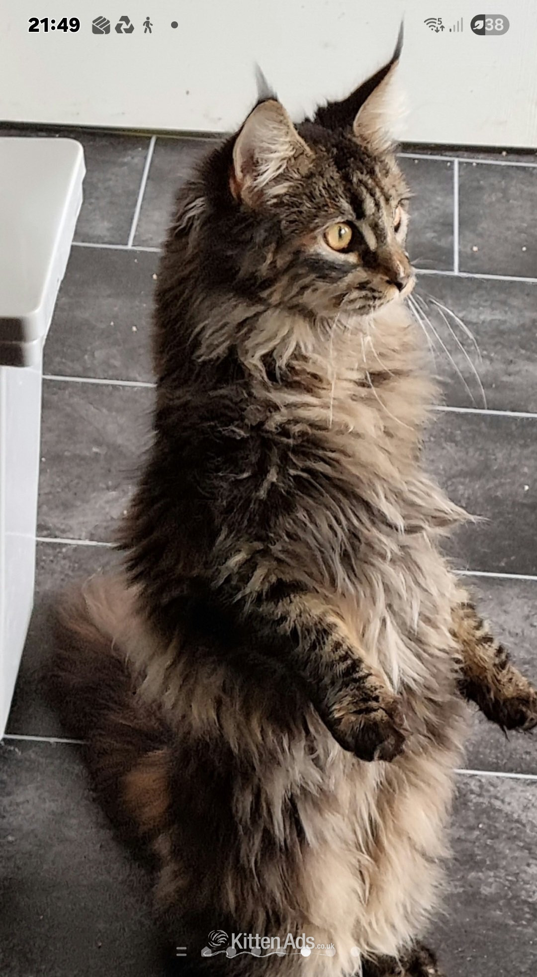 Maine Coon