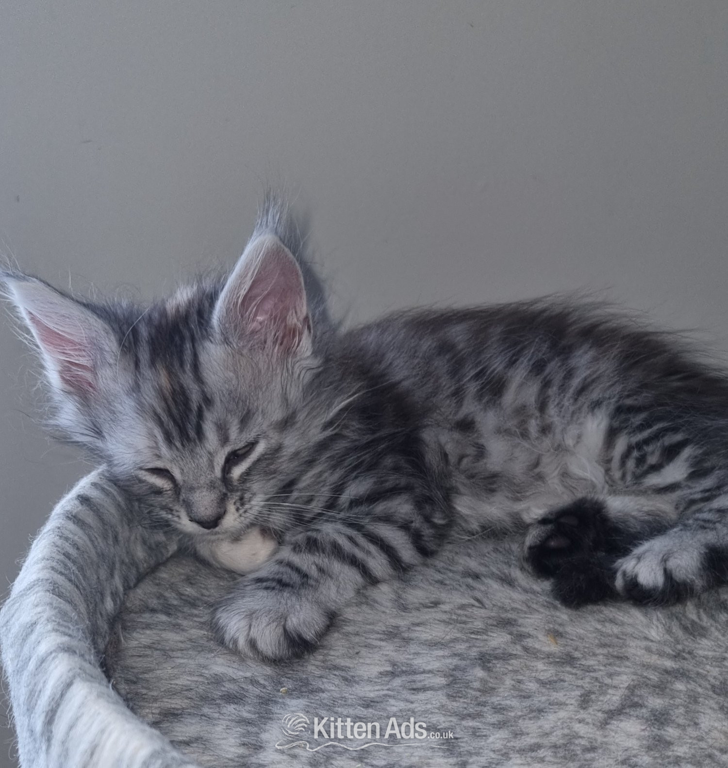 Maine Coon Cats and Kittens