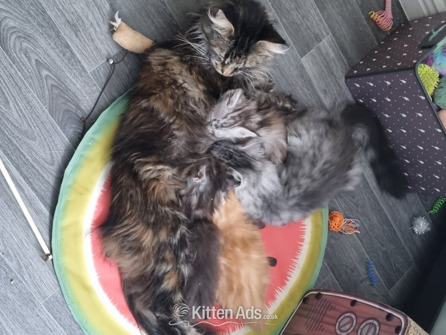 Maine Coon - Beautiful GCCF registered maine coon kittens 